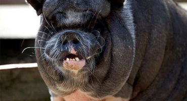 Proč selata skřípou zuby a co dělat, jaký je důvod a jak se léčit